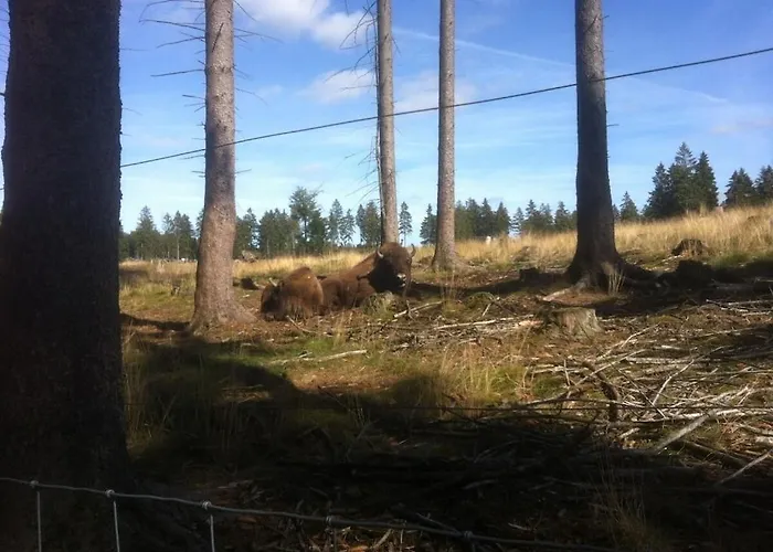 Haus Edelweiss Comfortable Vakantiehuis Winterberg